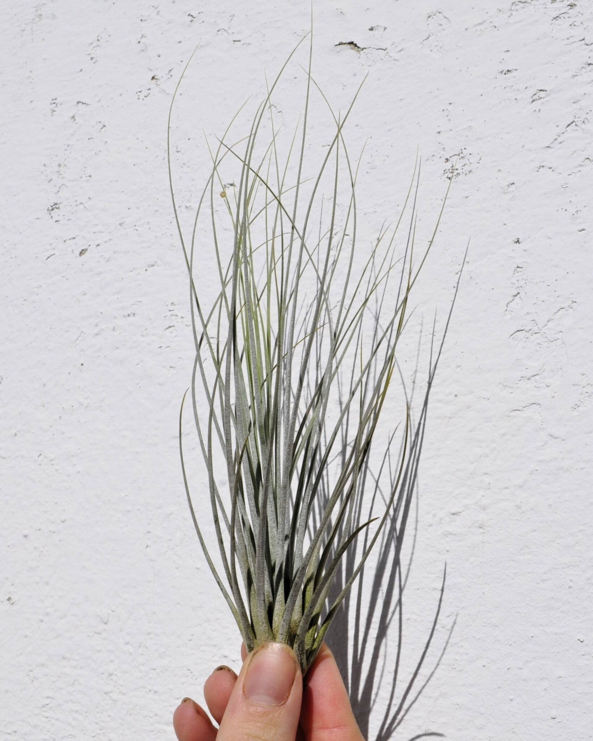 Tillandsia juncea - 4
