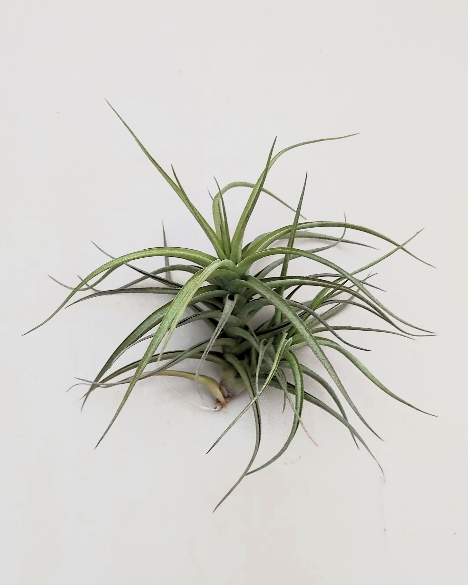 Tillandsia bergeri - 4