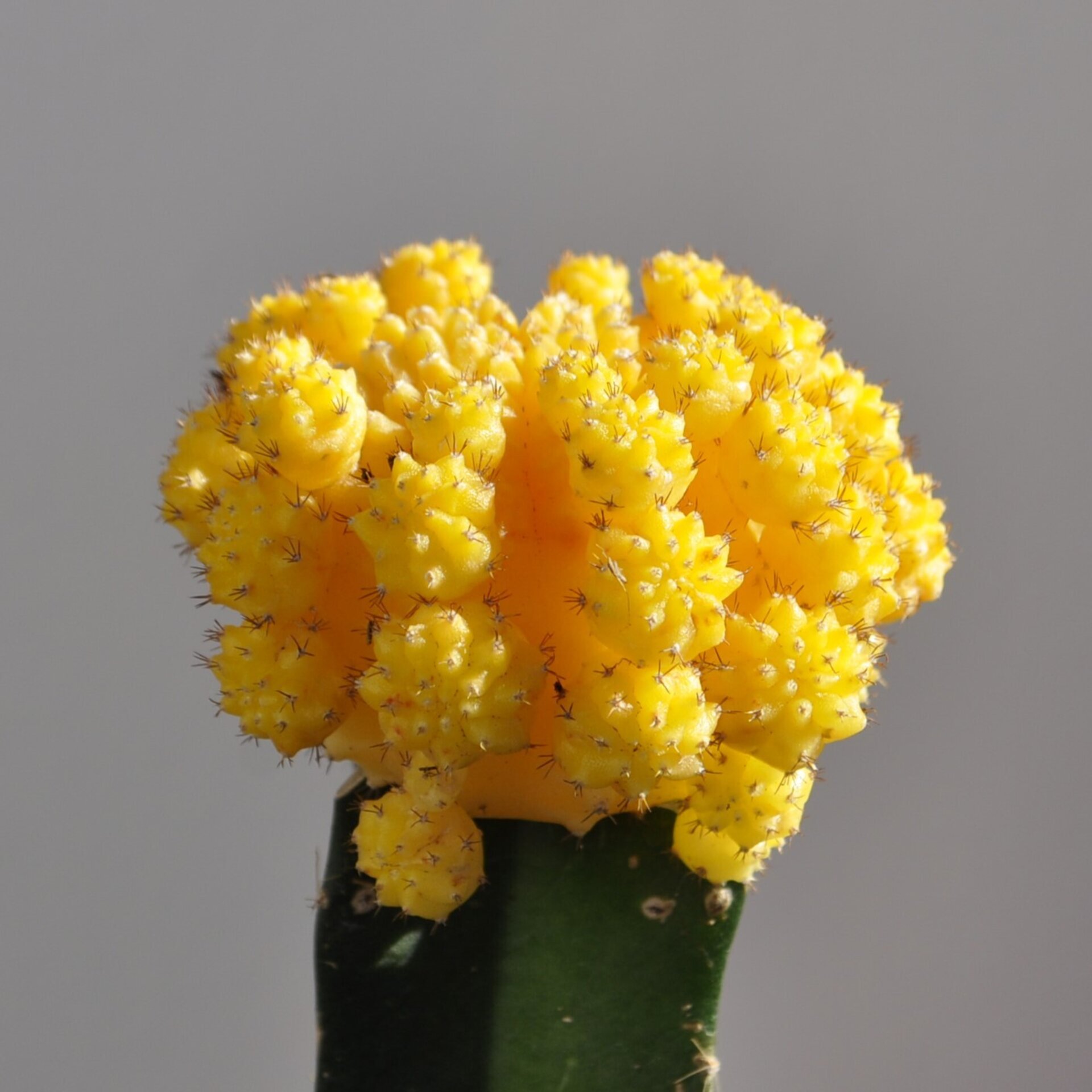 Gymnocalycium mihanovichii injertado - amarillo - 6