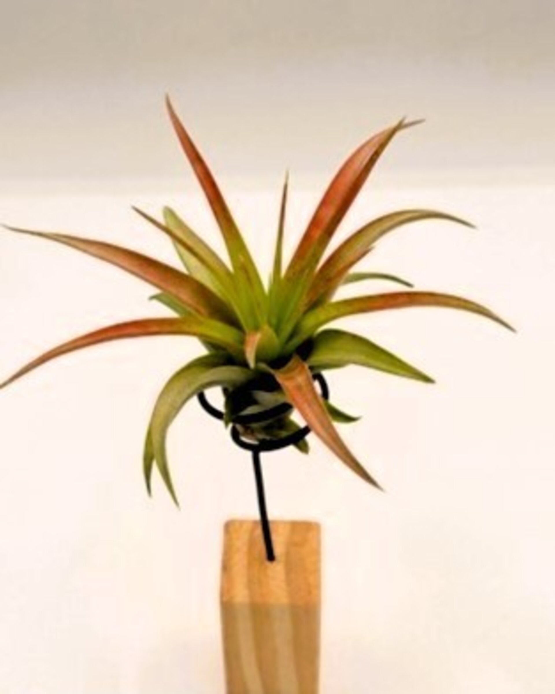 Soporte decorativo para plantas del aire - taco de madera y alambre - 2