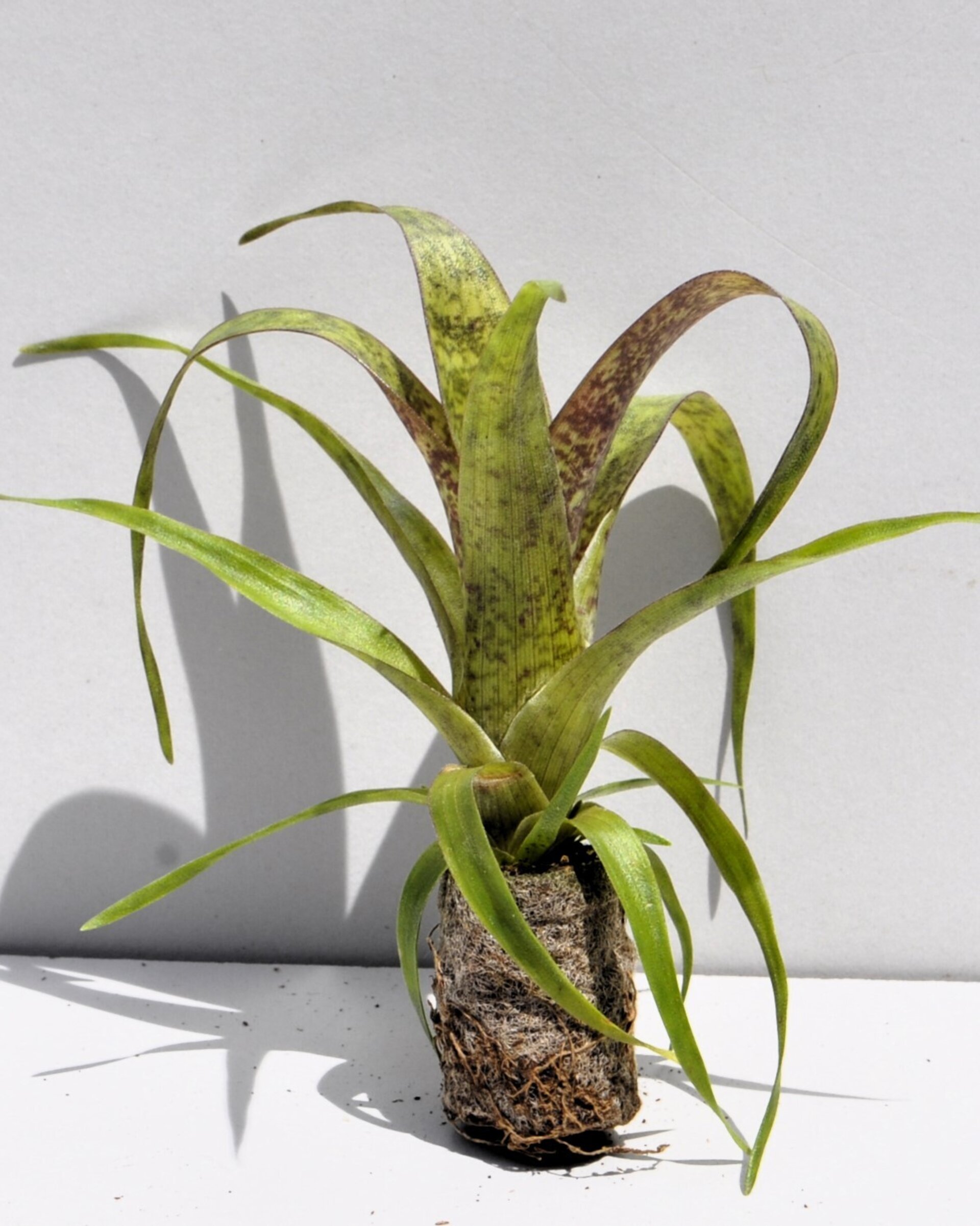 Lote Iniciación a las Minibromelias - 4 ejemplares - 4