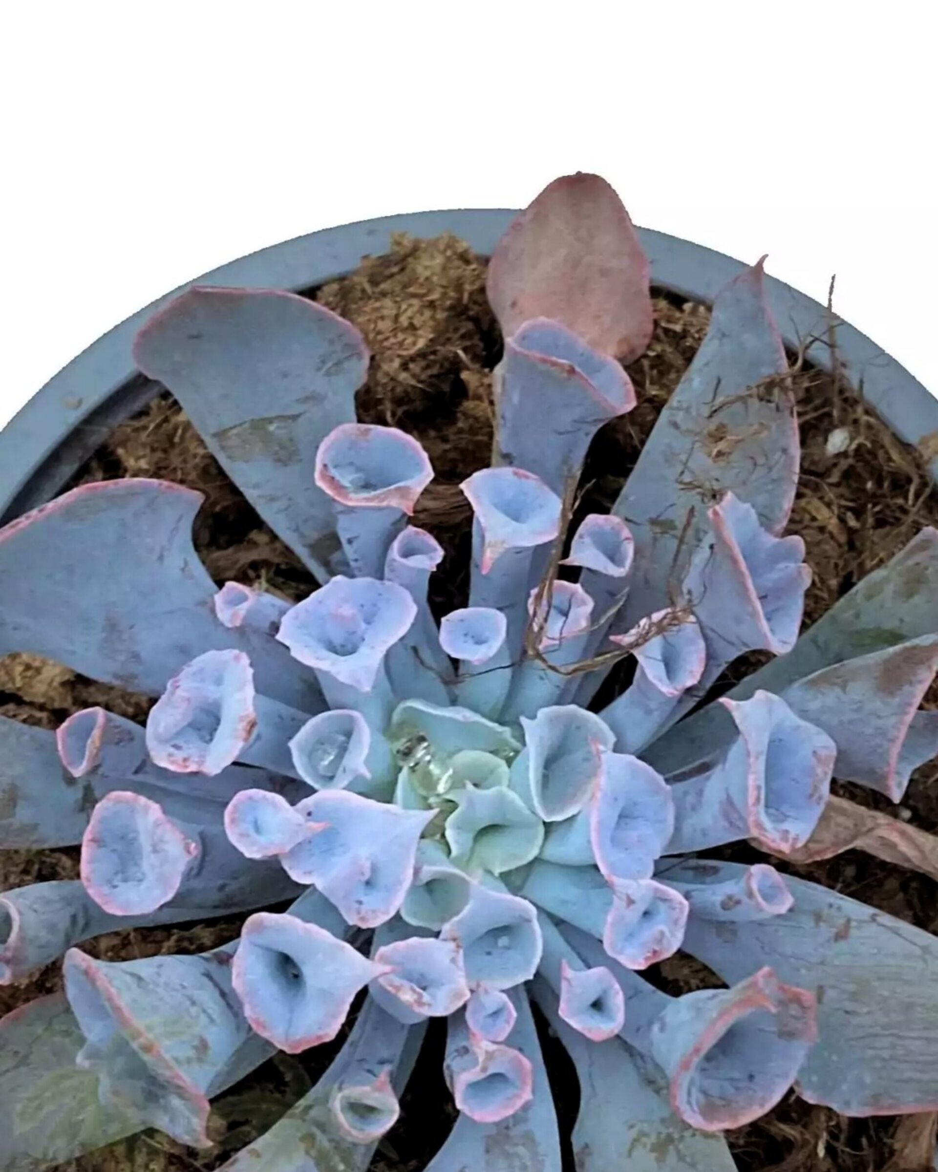 Lote Echeverias Curiosas - 3 ejemplares - 2