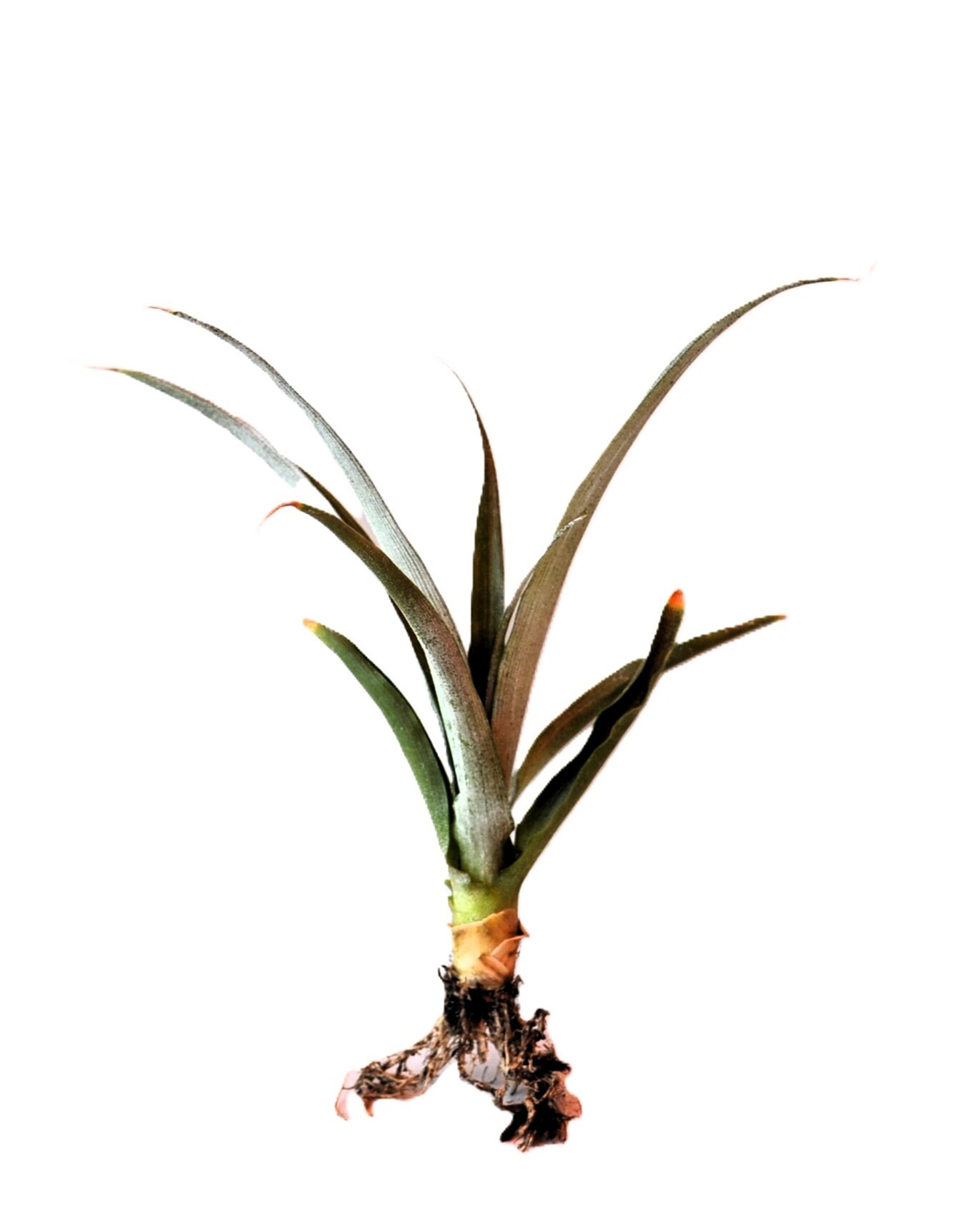 Ananas comosus [small] (piña tropical) - 5
