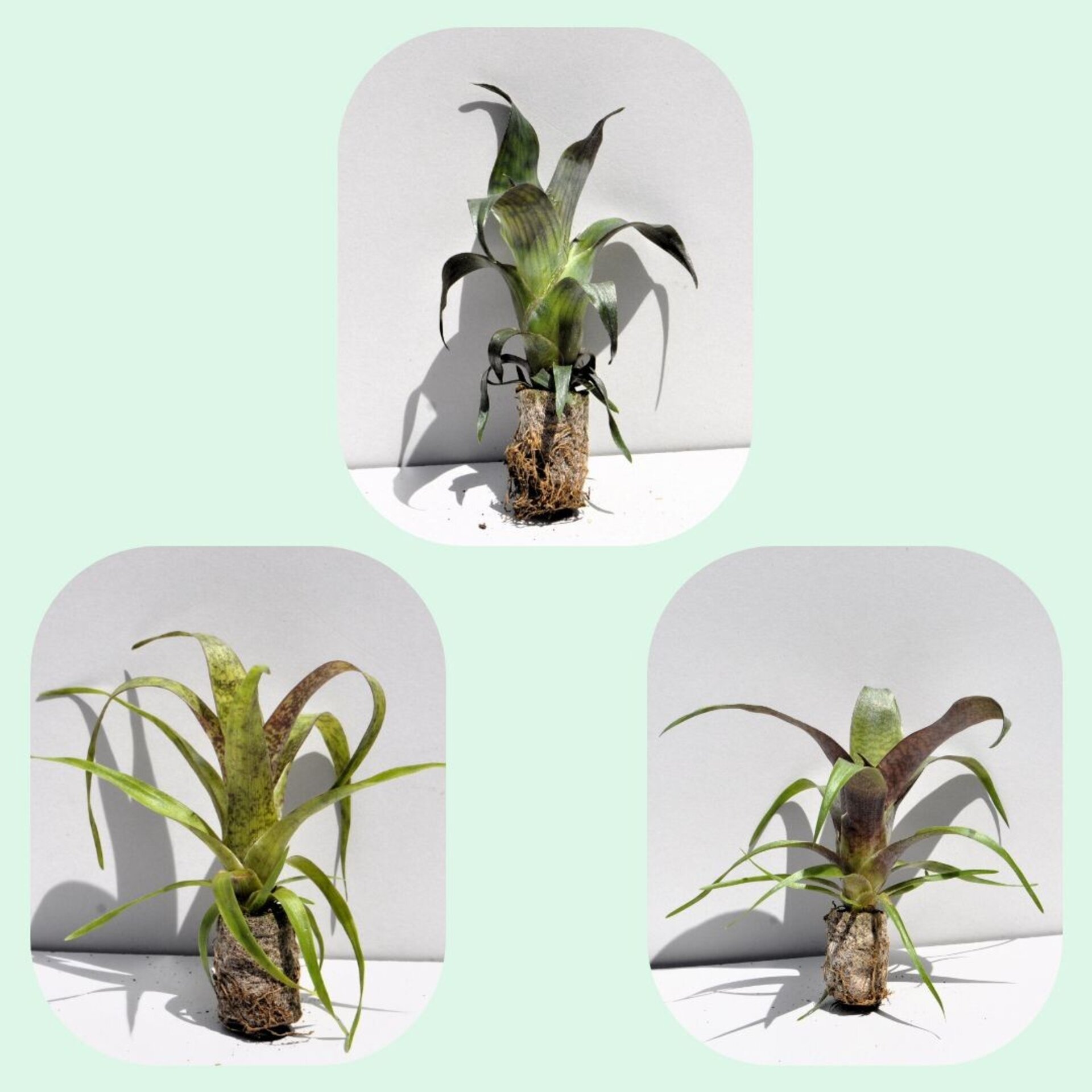 Lote Iniciación a las Minibromelias - 3 ejemplares - 1