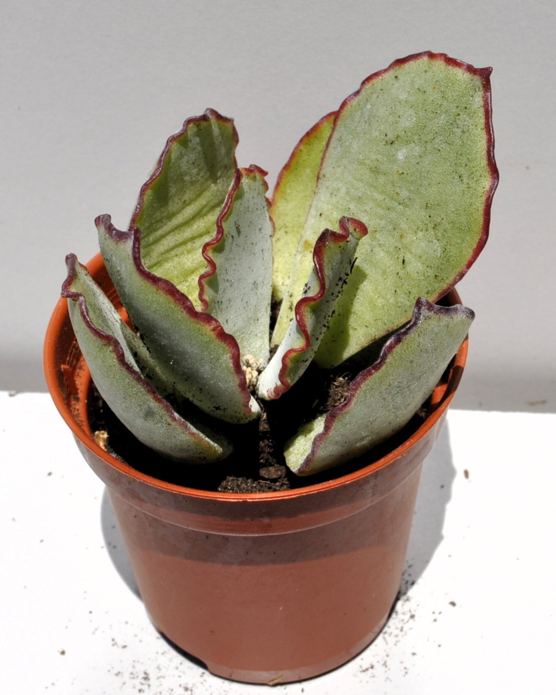 Cotyledon undulata (corona de plata) - 3
