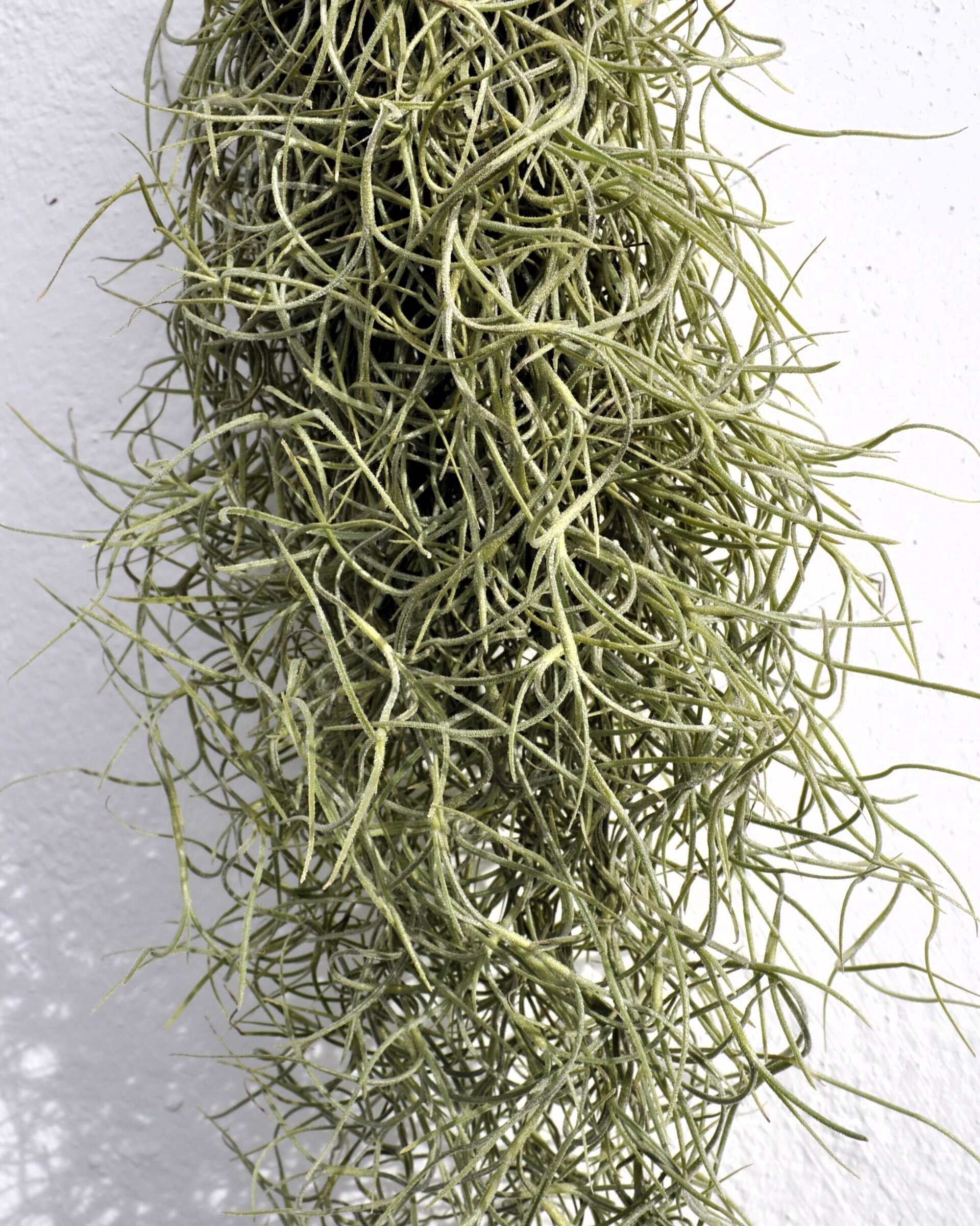 Tillandsia usneoides [standard] (barba de viejo) - 2