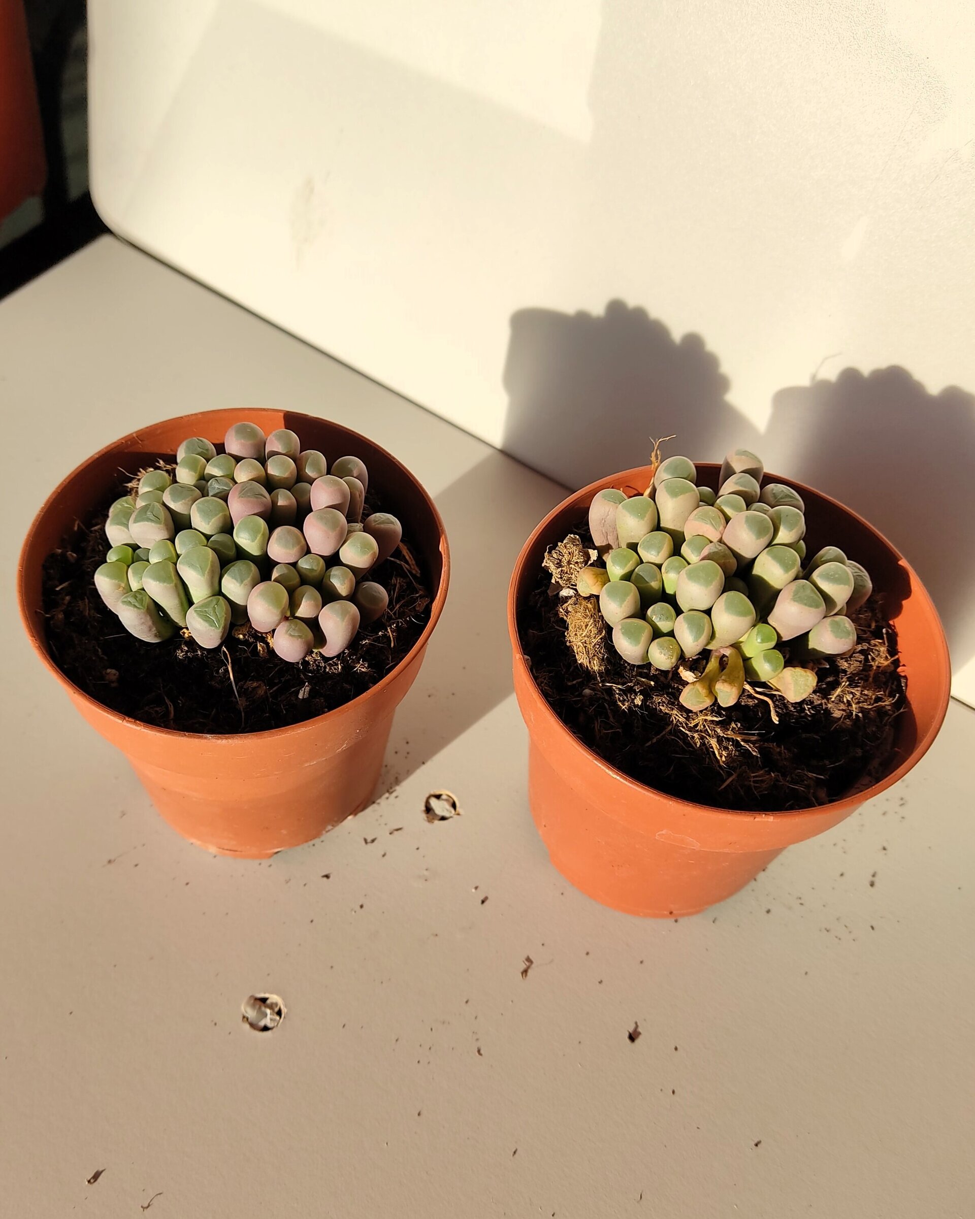 Fenestraria rhopalophylla (planta ventana) - 4