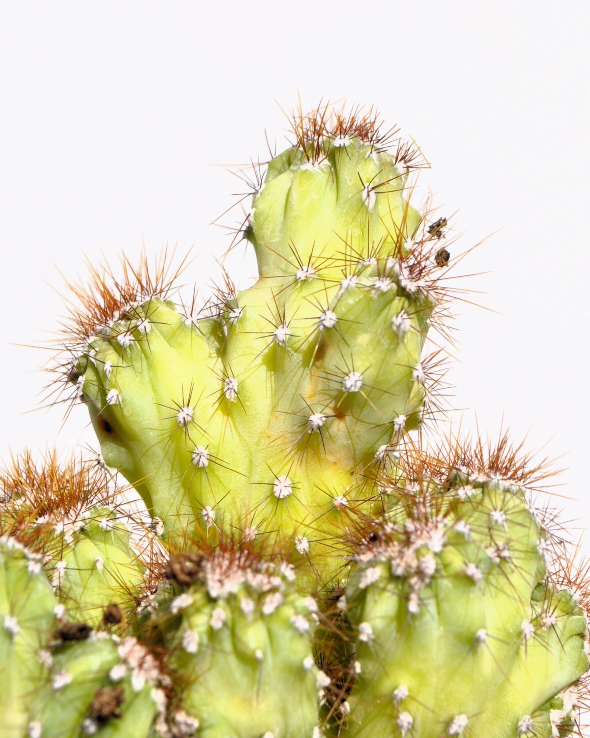 Cereus peruvianus var. monstruosus - 2