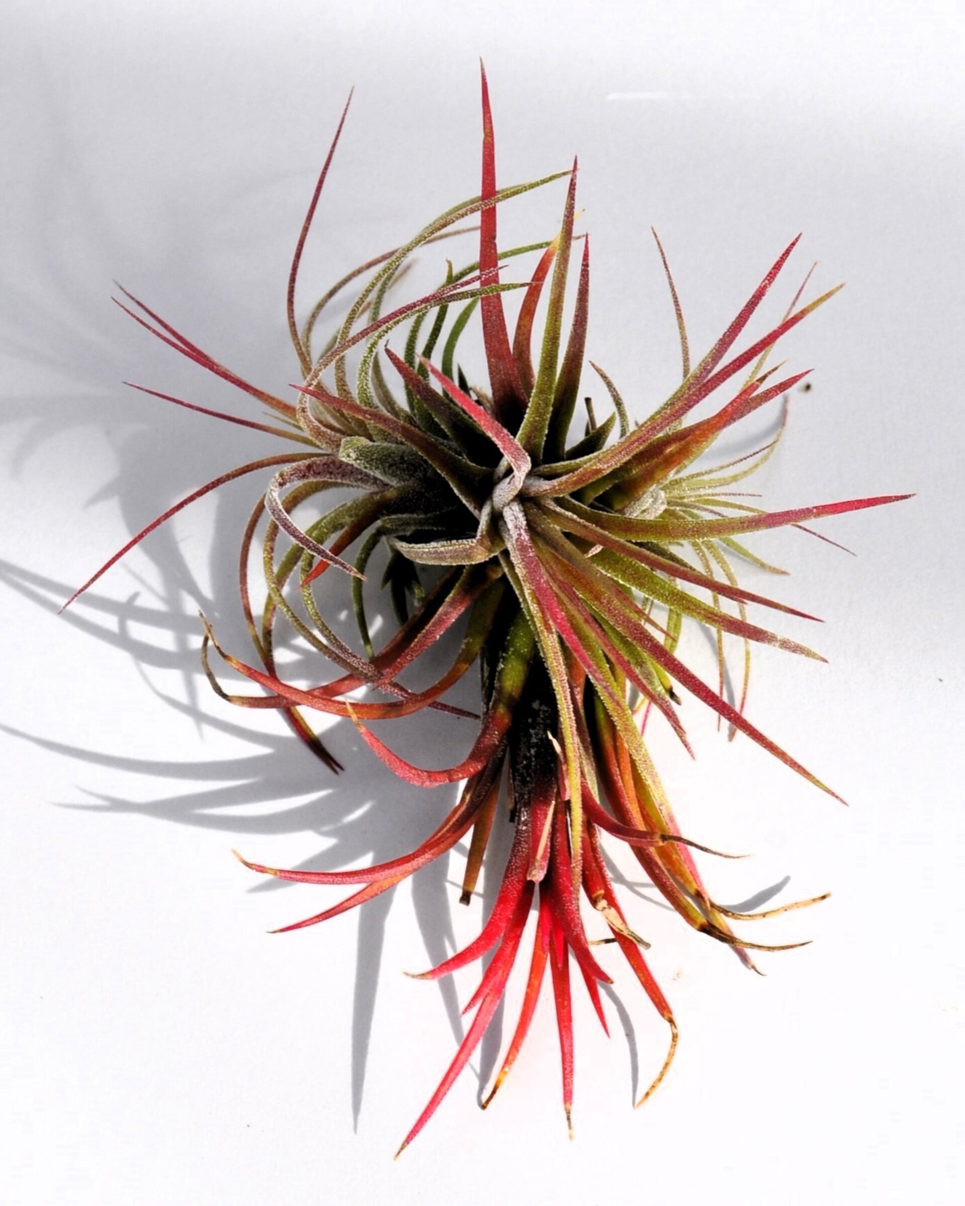 Tillandsia ionantha 'Fuego' - 2