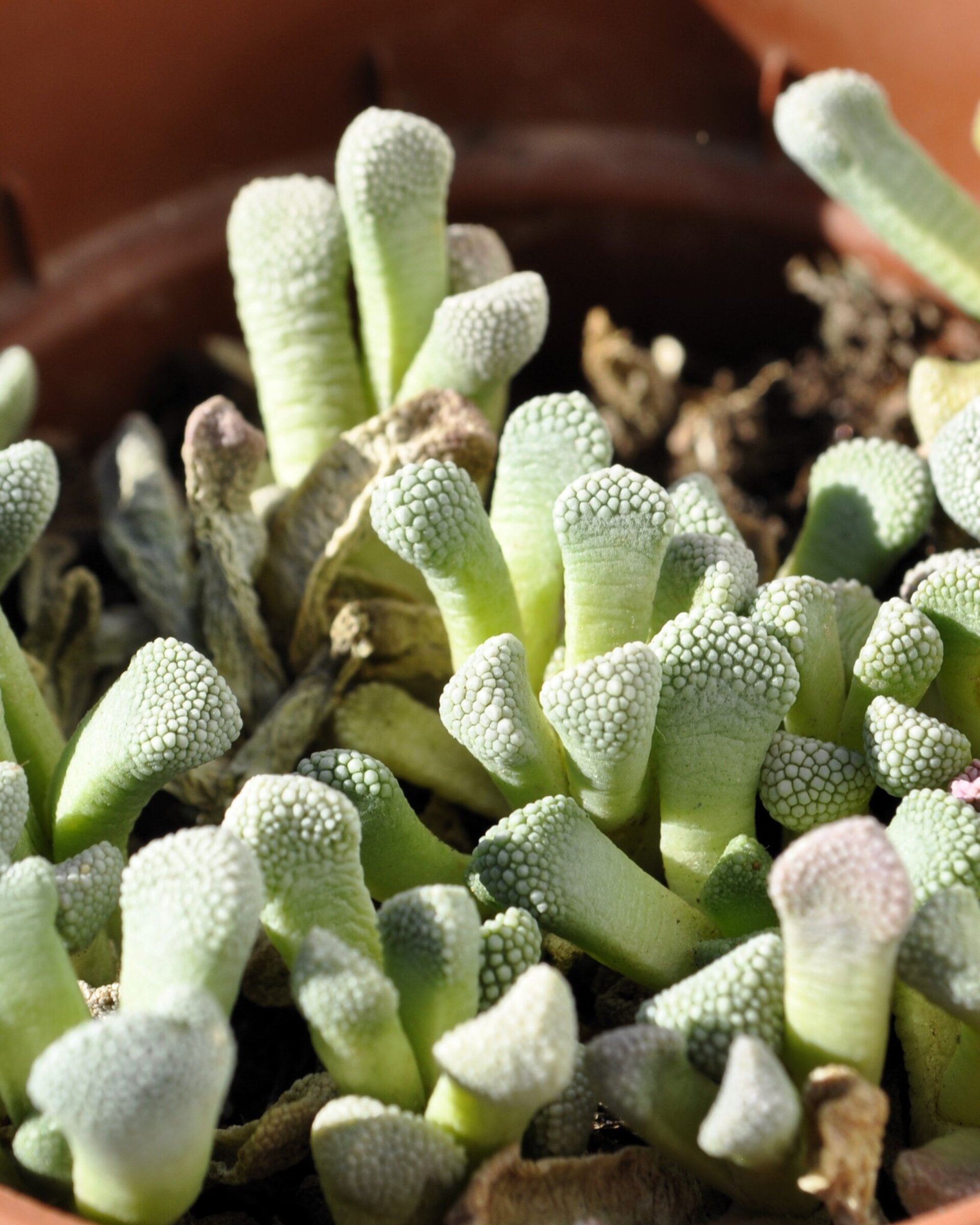 Titanopsis schwantesii - 7
