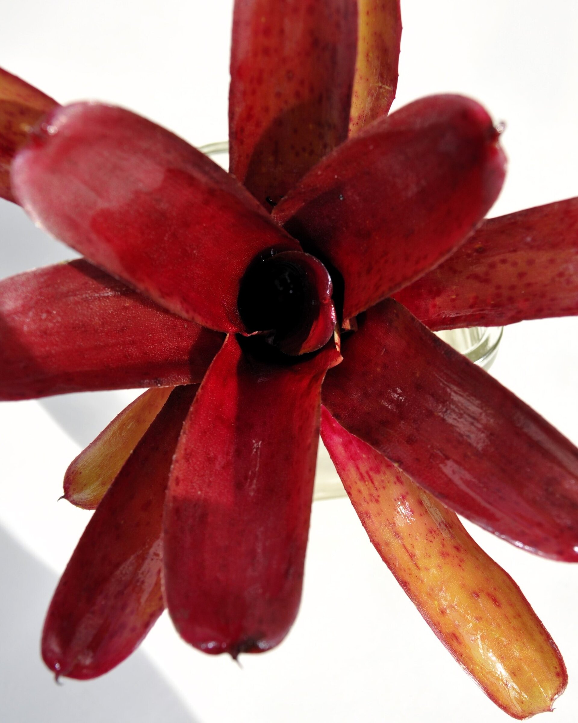 Neoregelia 'Amazon' - 2