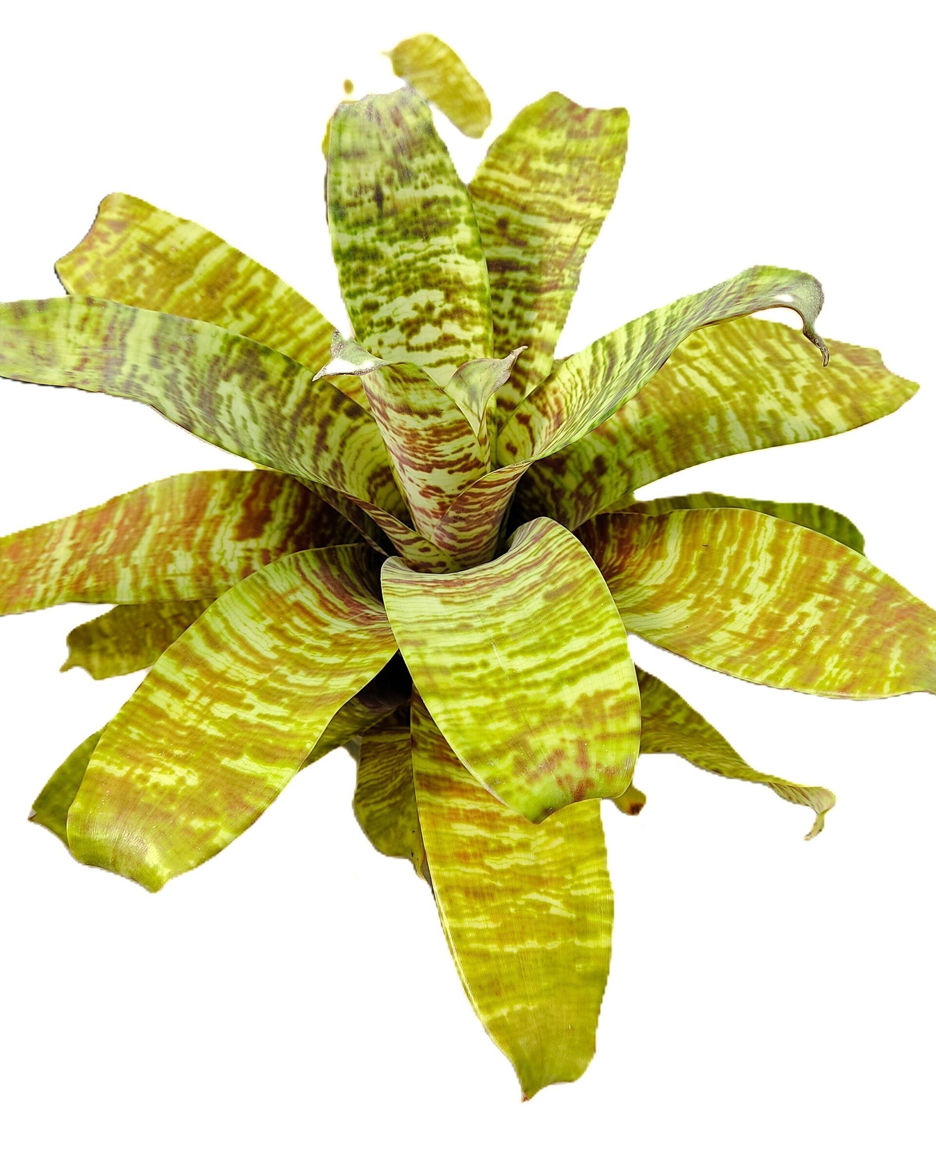 Goudea ospinae gruberi - 2