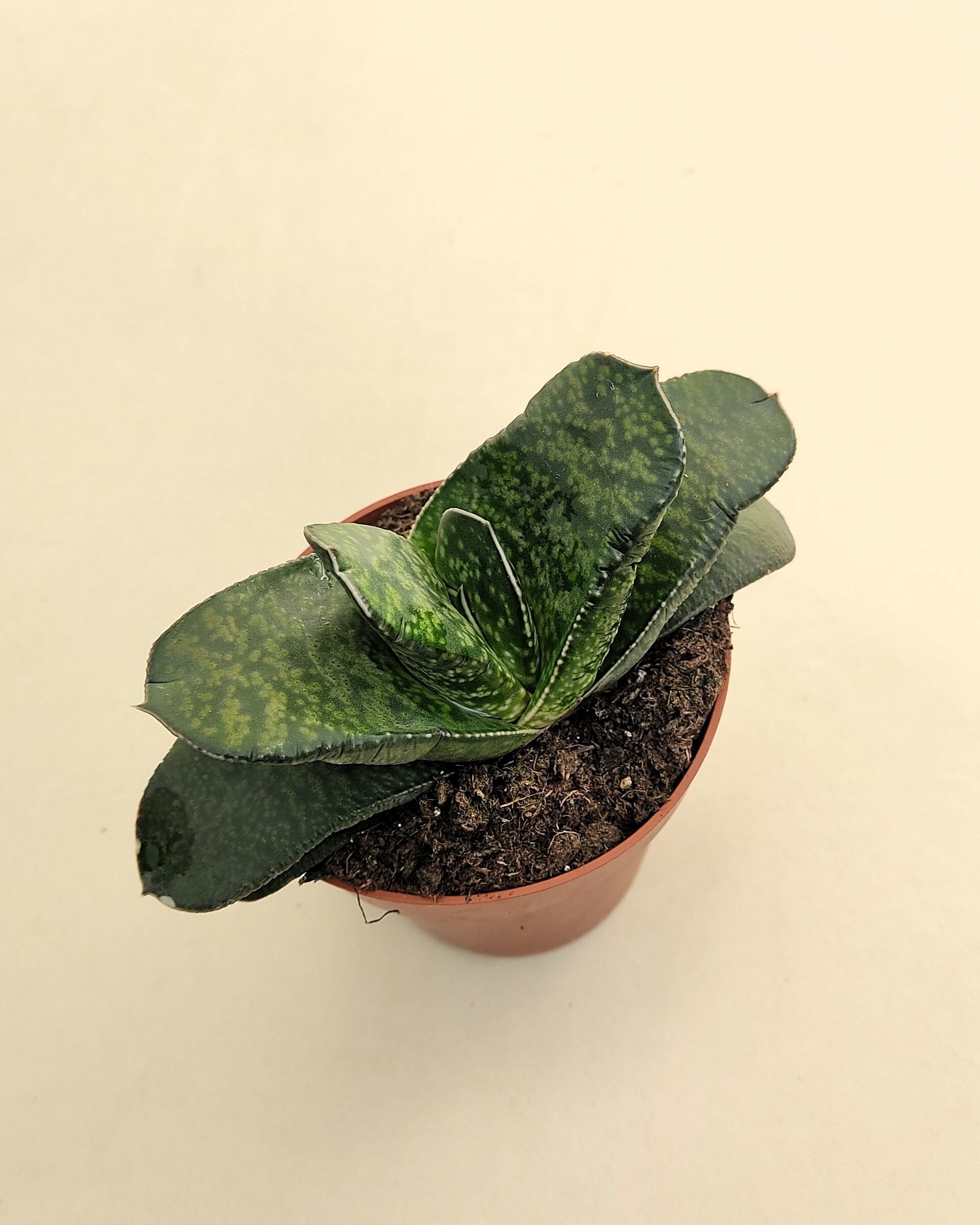Gasteria sp. - 6