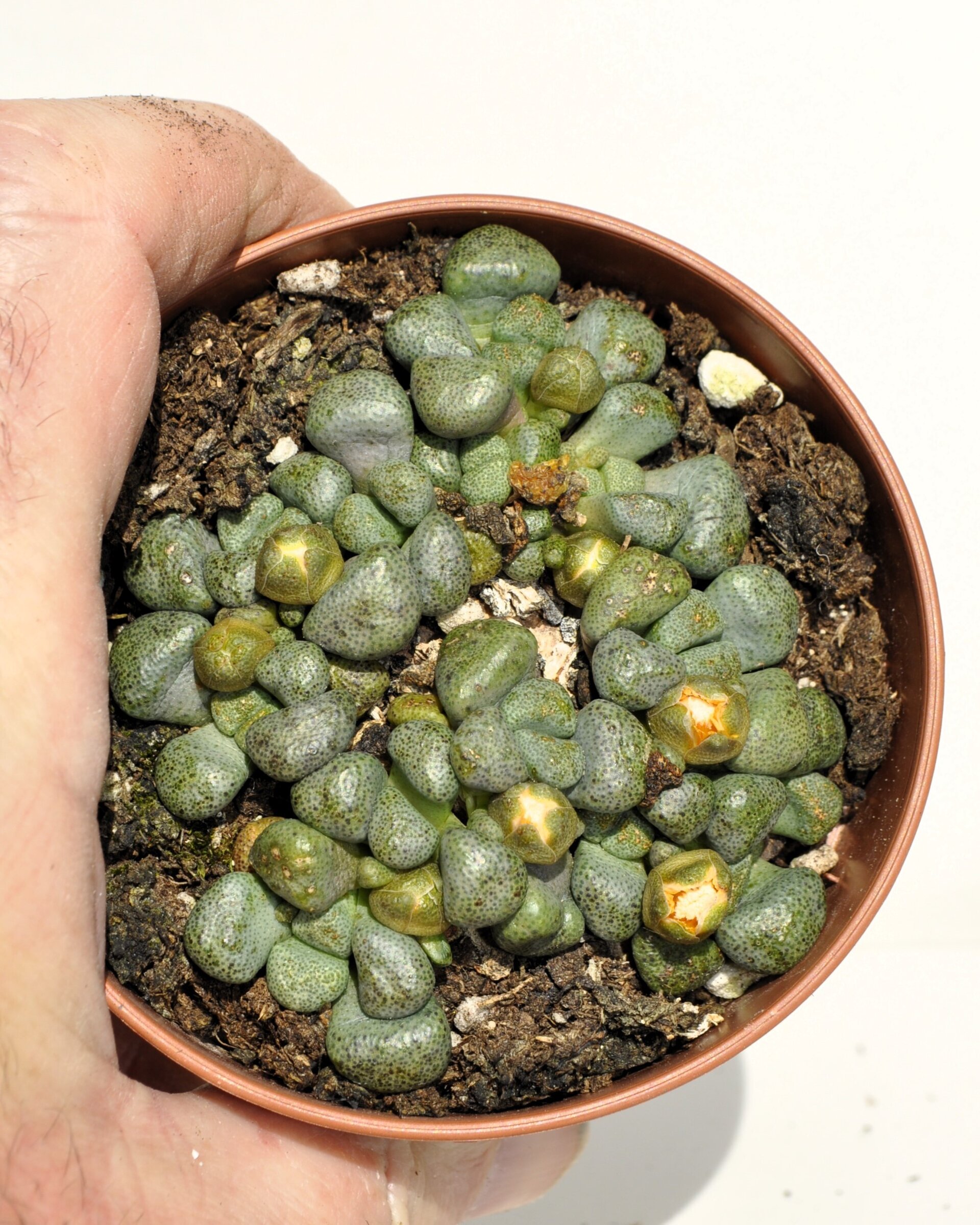 Aloinopsis cf. schooneesii - 6