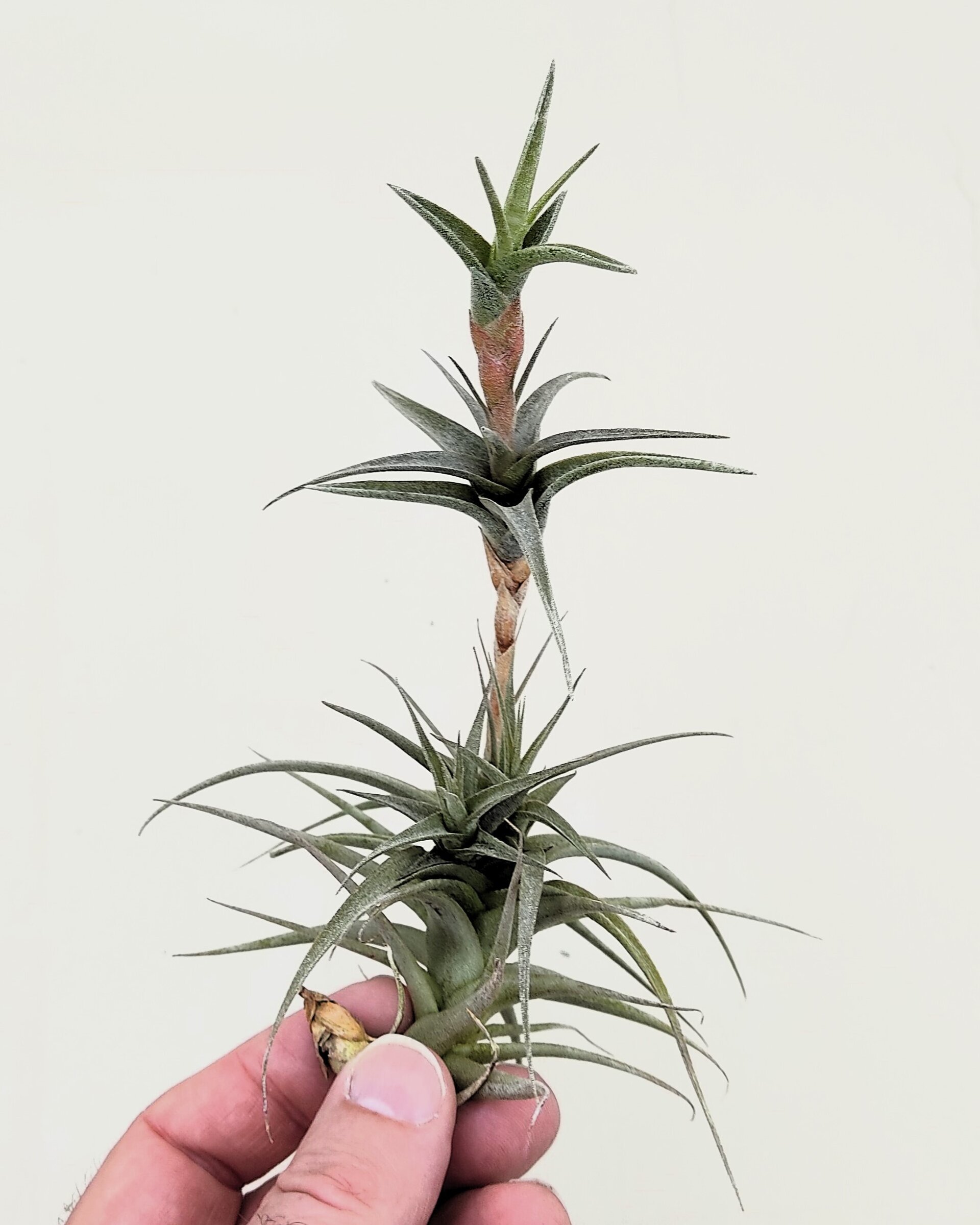 Tillandsia latifolia vivipara - 1