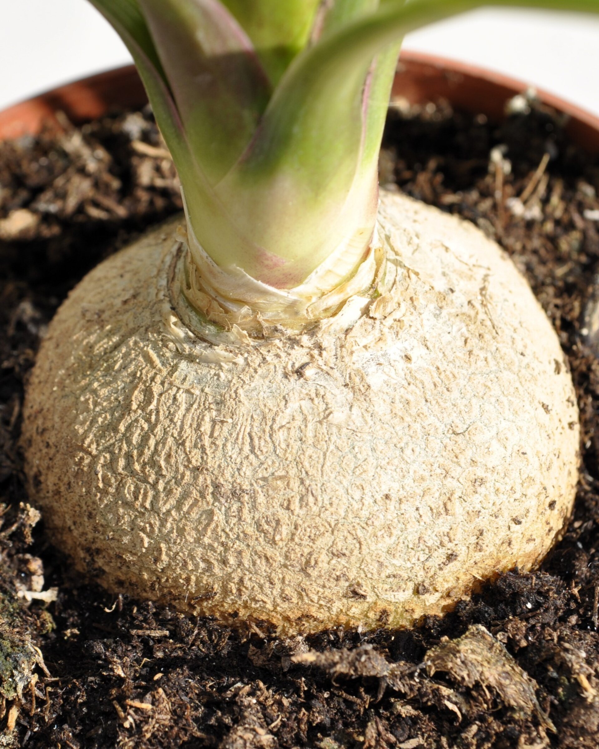 Beaucarnea recurvata (pata de elefante, palma barrigona) - 4