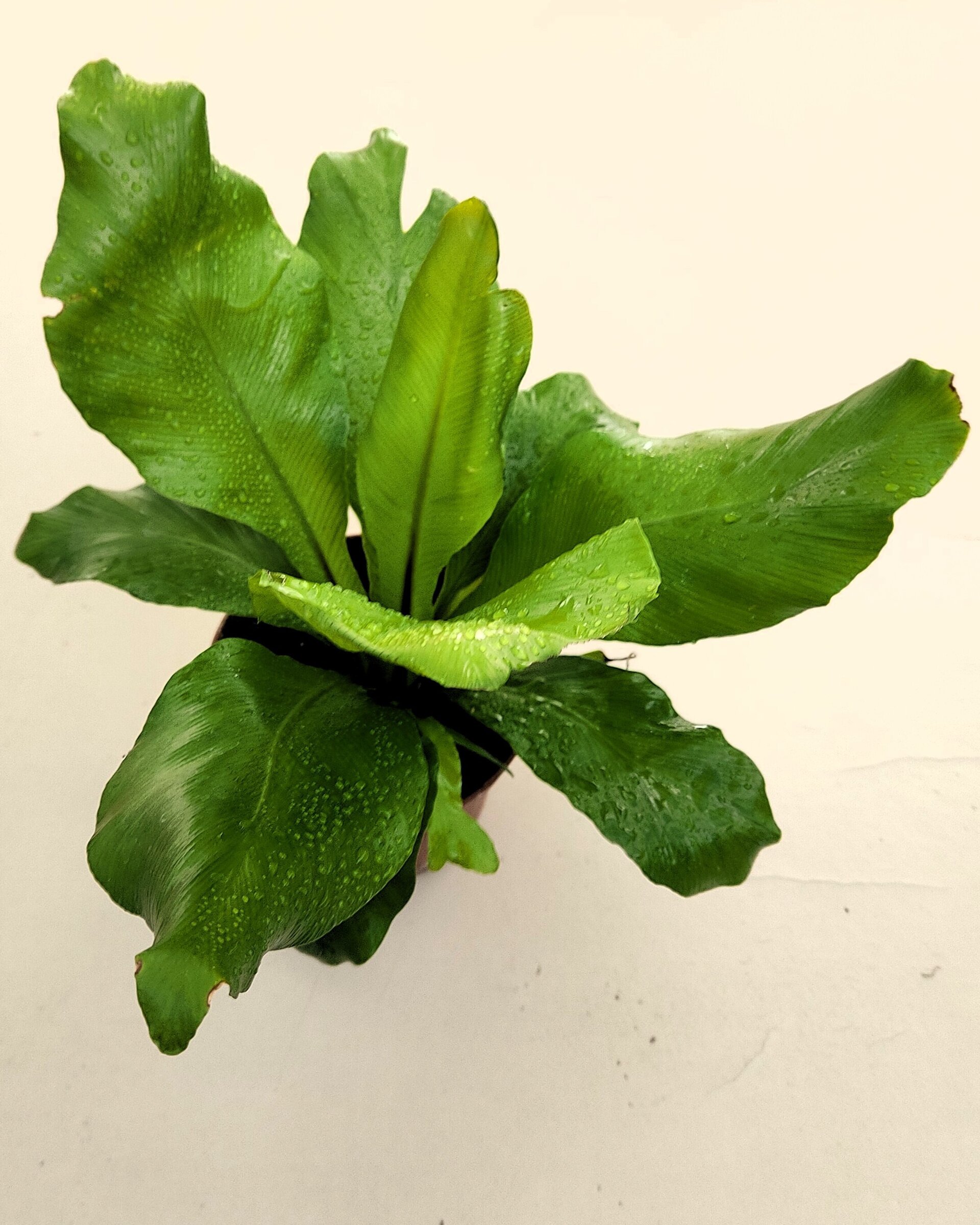 Asplenium nidus (helecho nido de ave) - 2