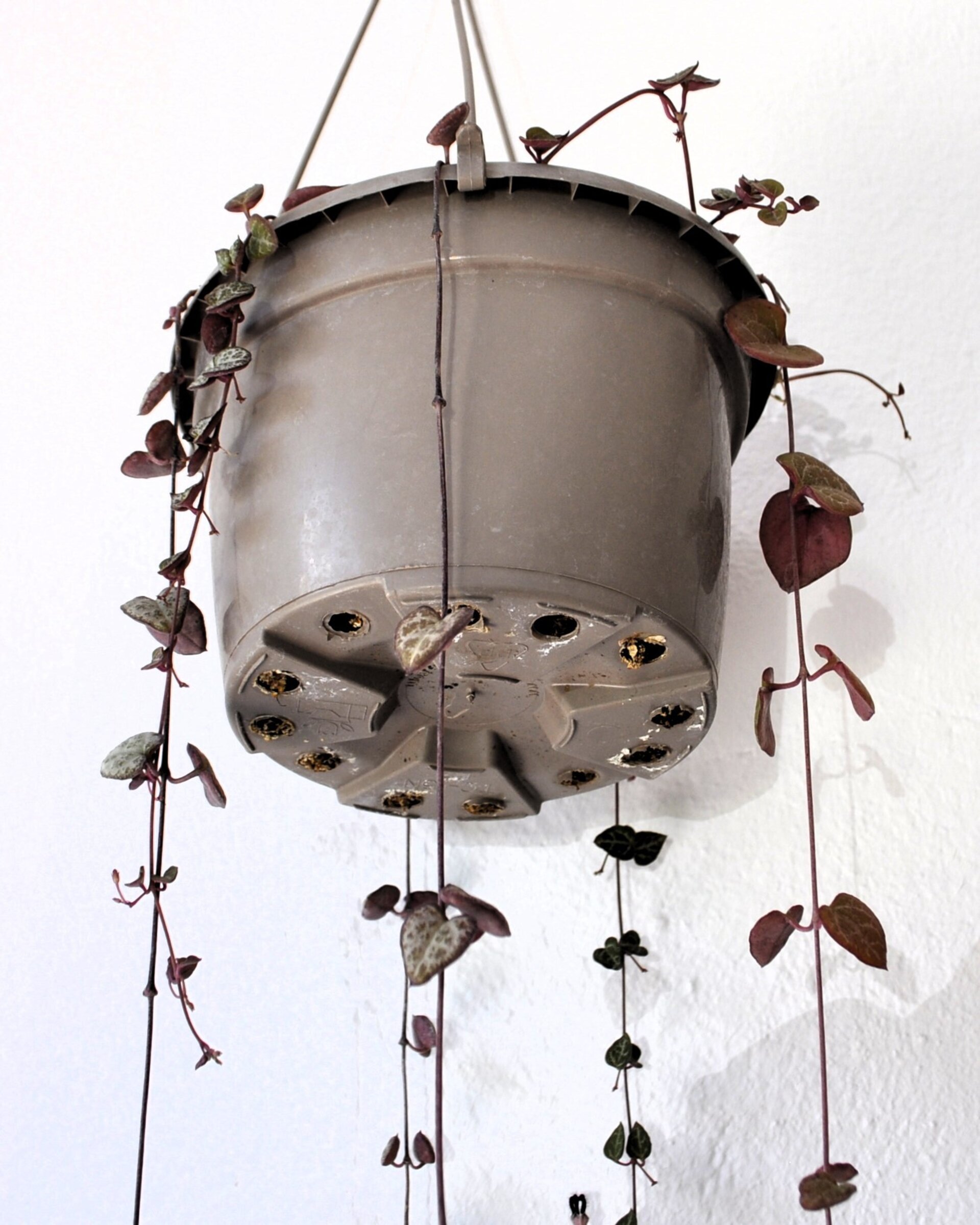 Ceropegia woodii M15 colgante (rosario de corazones) - 3