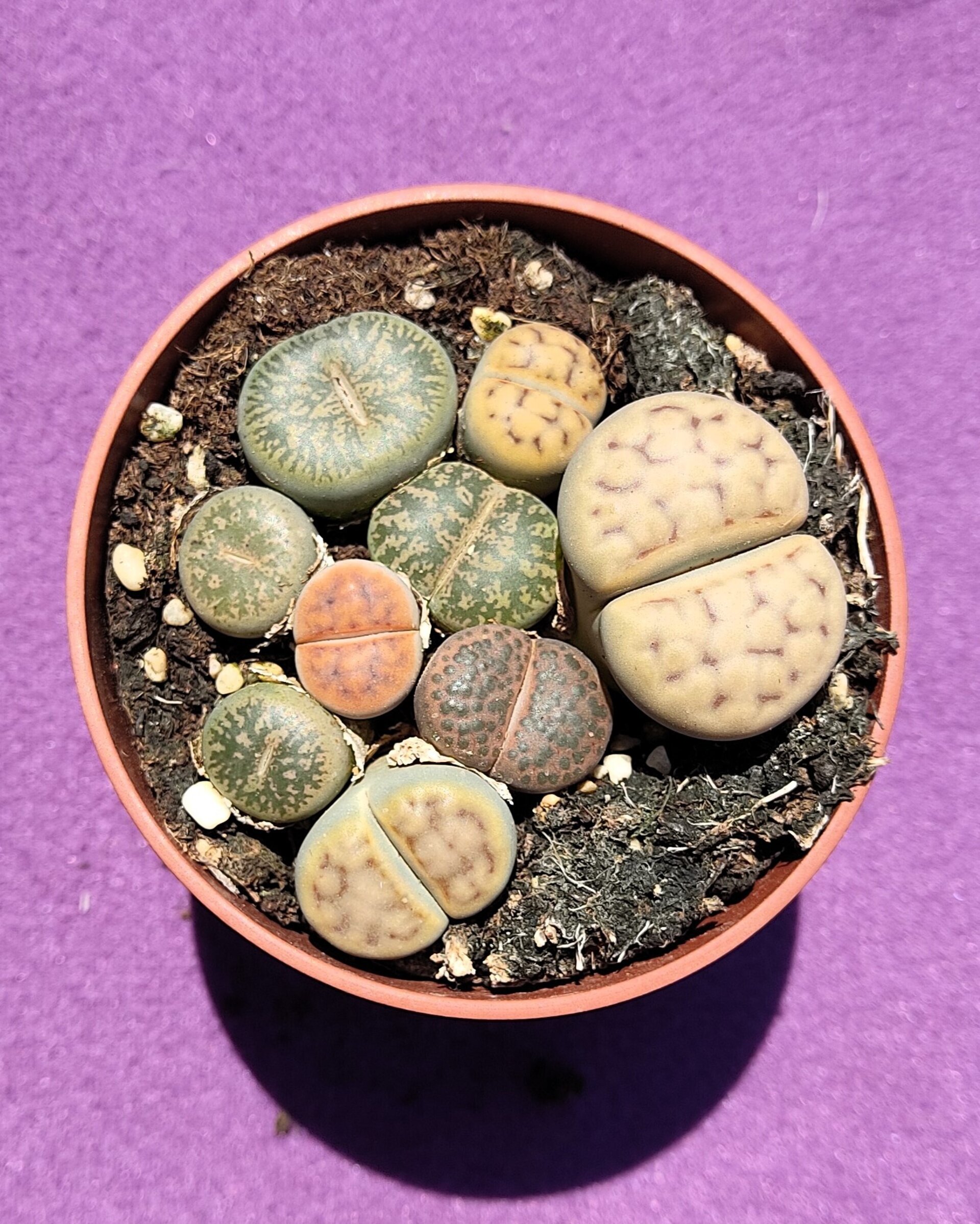 Lithops spp. M8.5 [Mix] (planta piedra, piedra viva) - 1