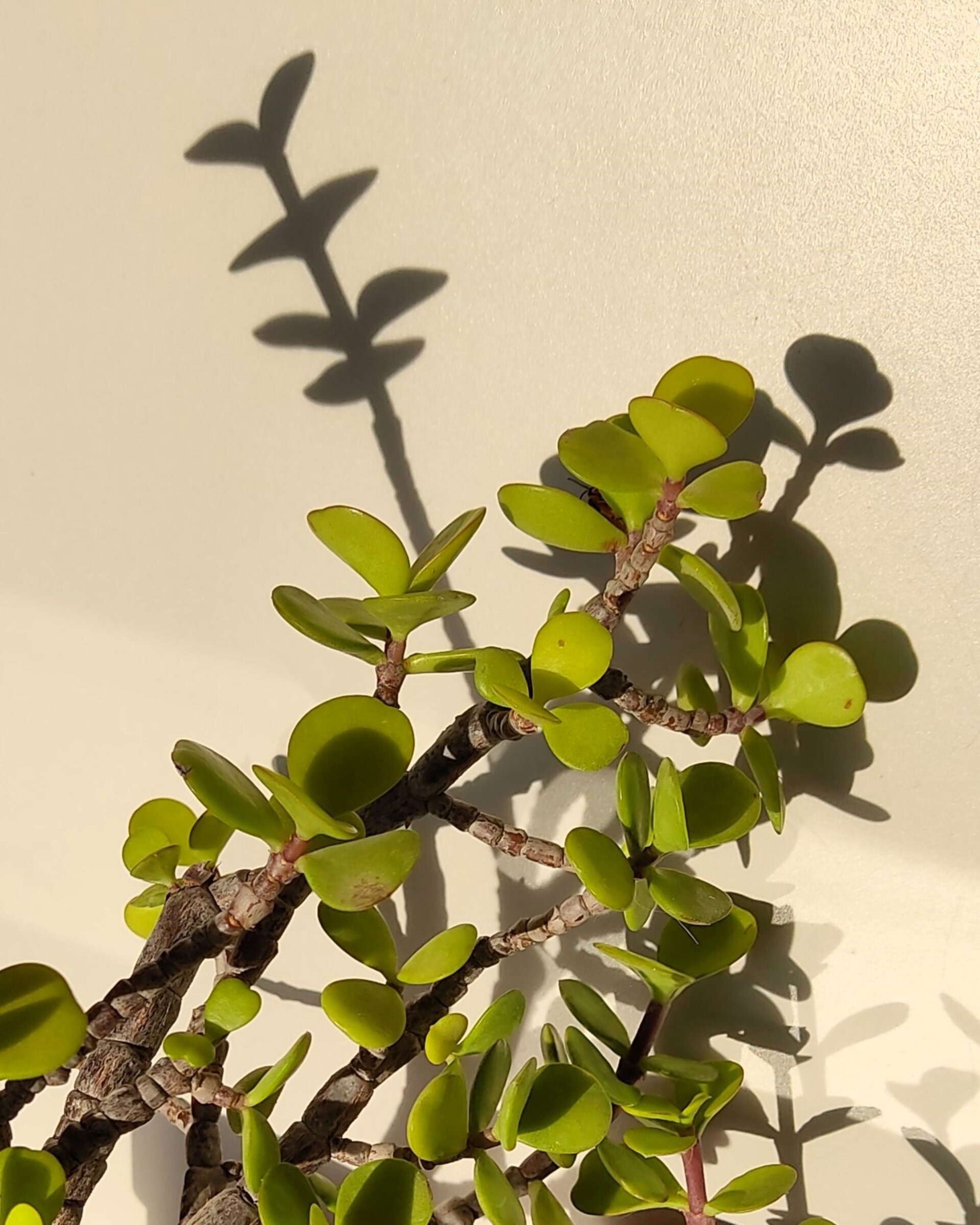 Portulacaria afra (árbol de la abundancia) - 1