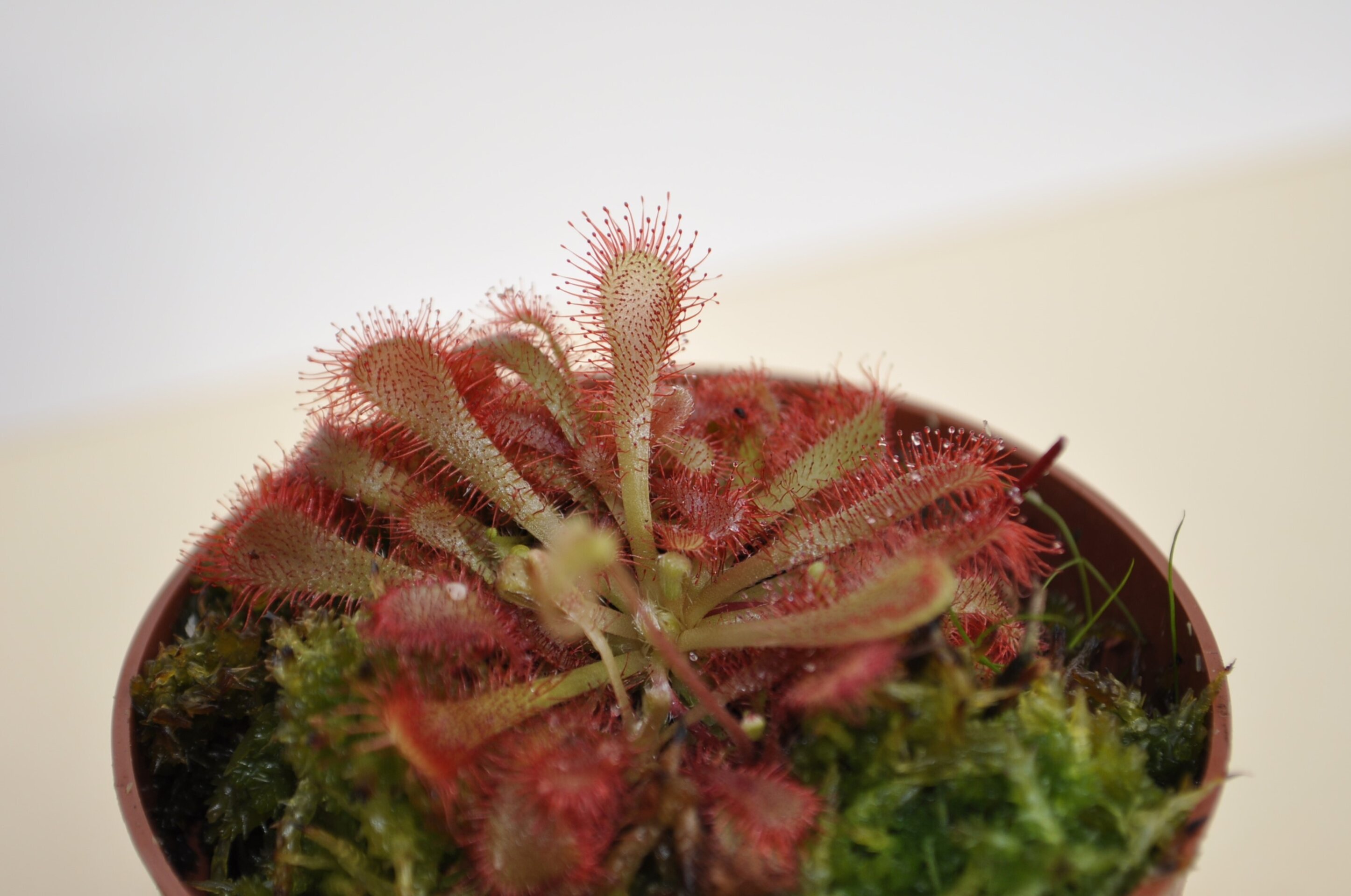 Drosera x oblanceolata - 4