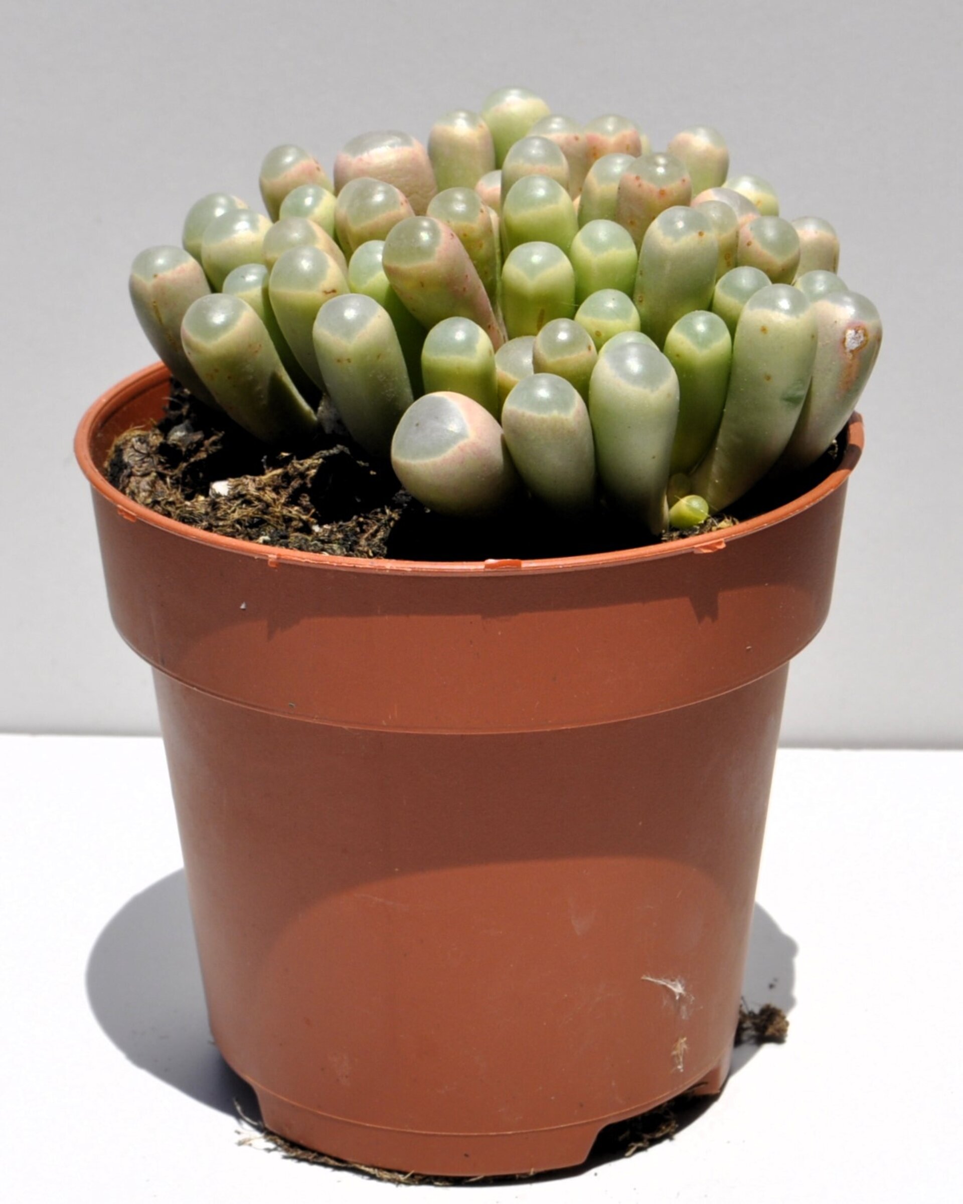 Fenestraria rhopalophylla subsp. aurantiaca (planta ventana) - 3