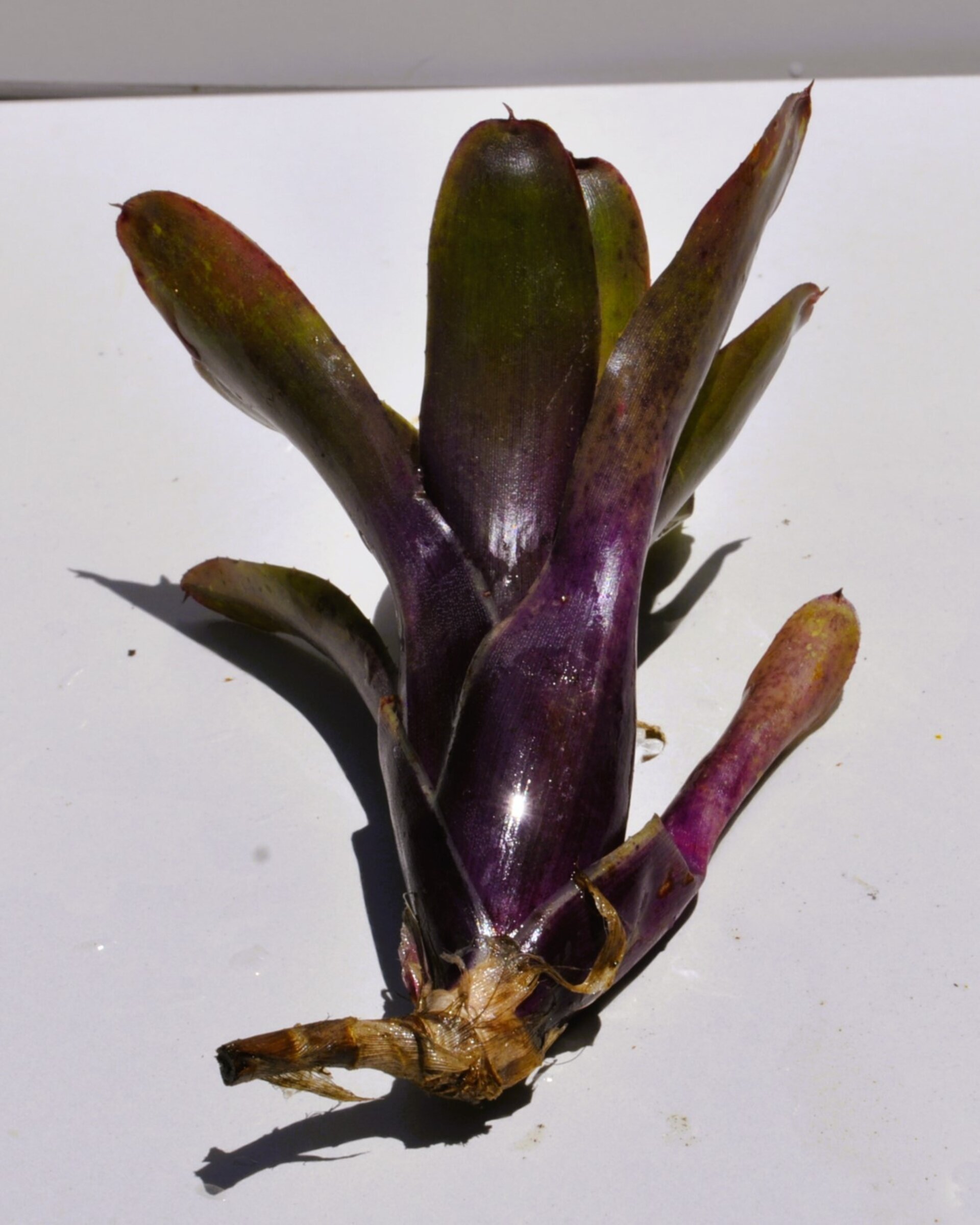 Neoregelia 'Mephisto' - 5