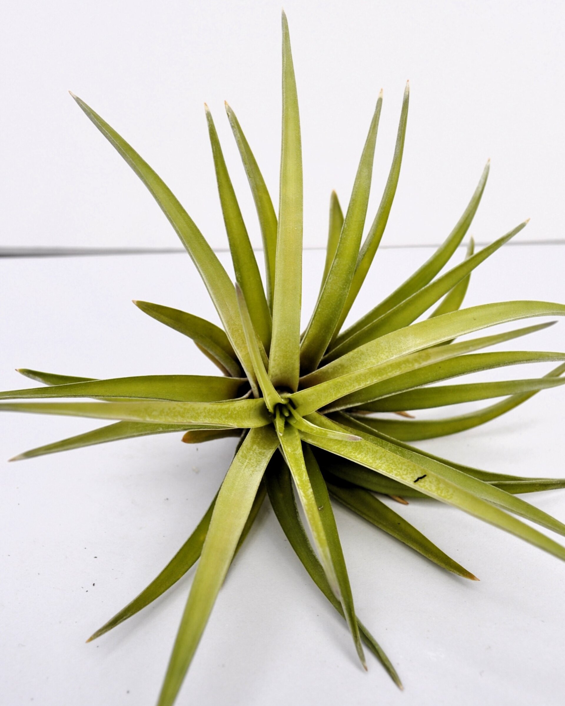 Tillandsia velutina - 2