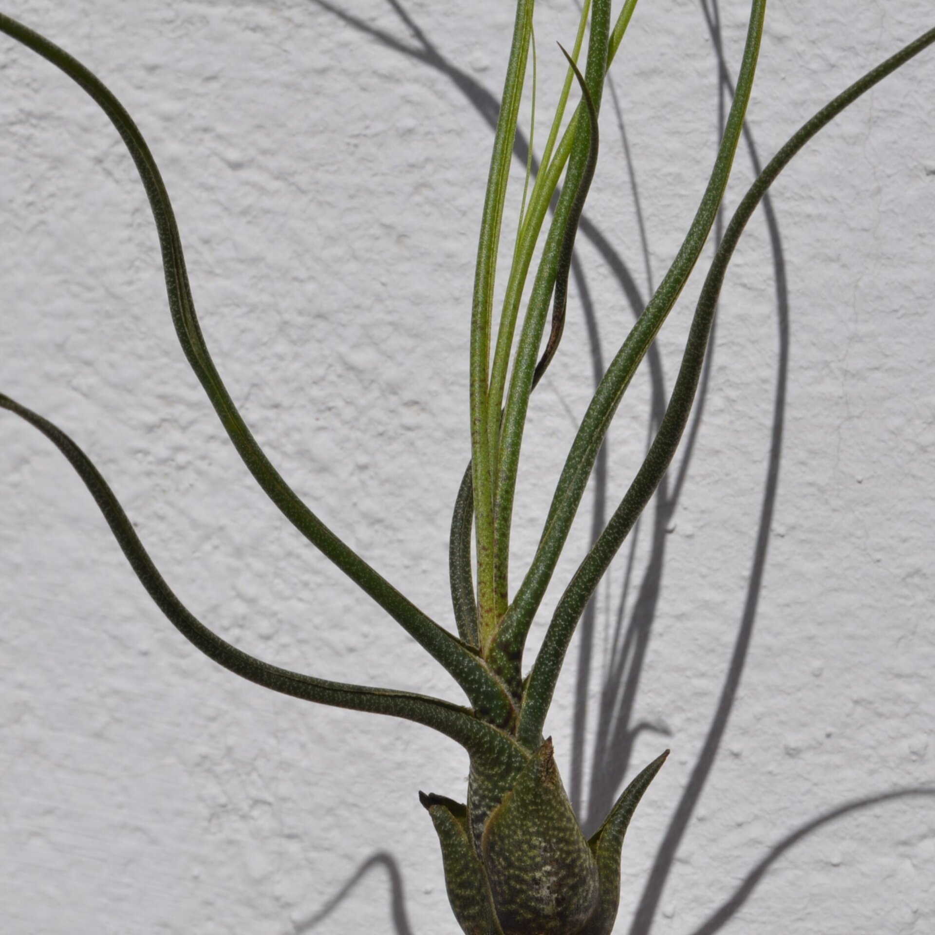 Tillandsia butzii - 4