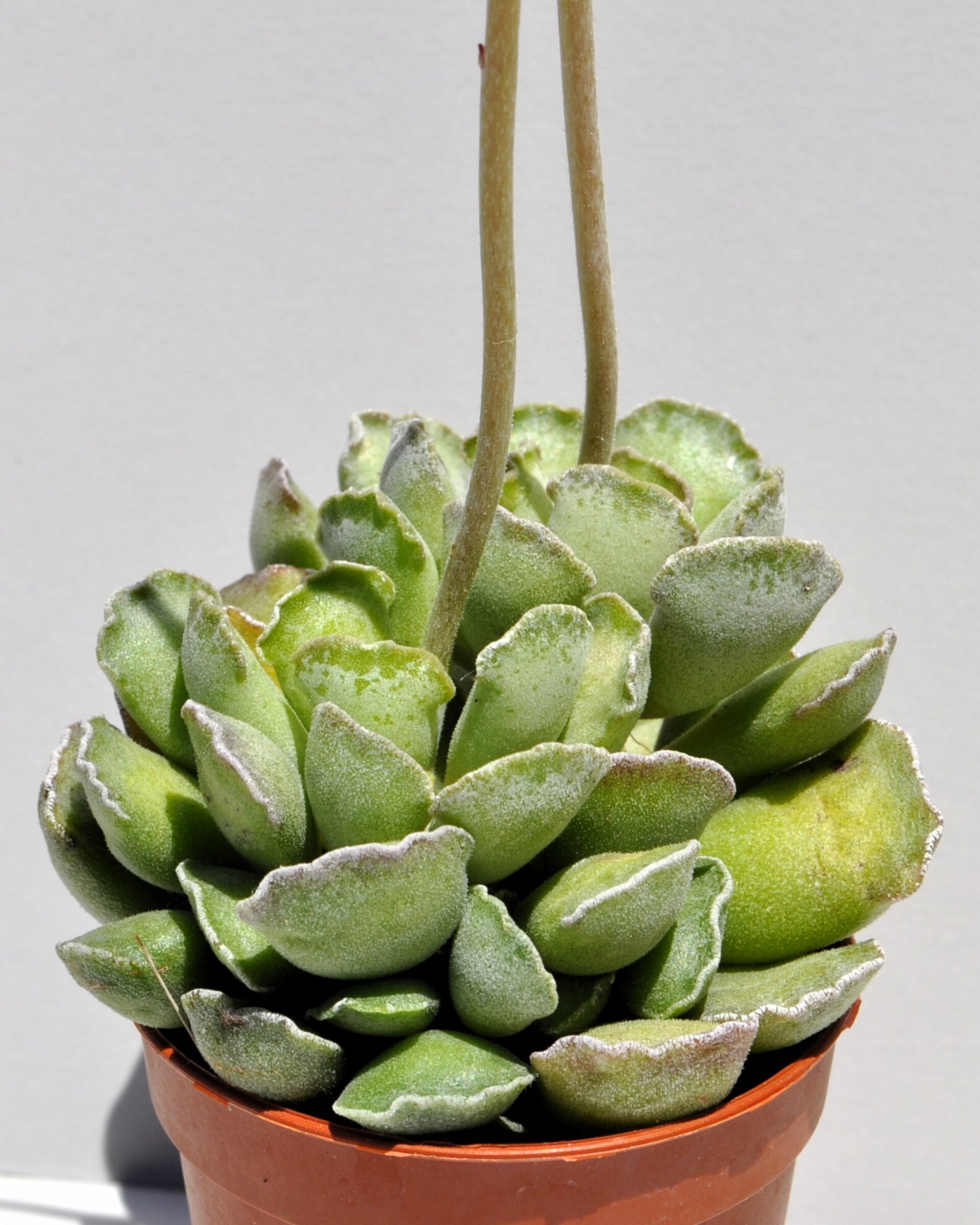 Adromischus cristatus - 1
