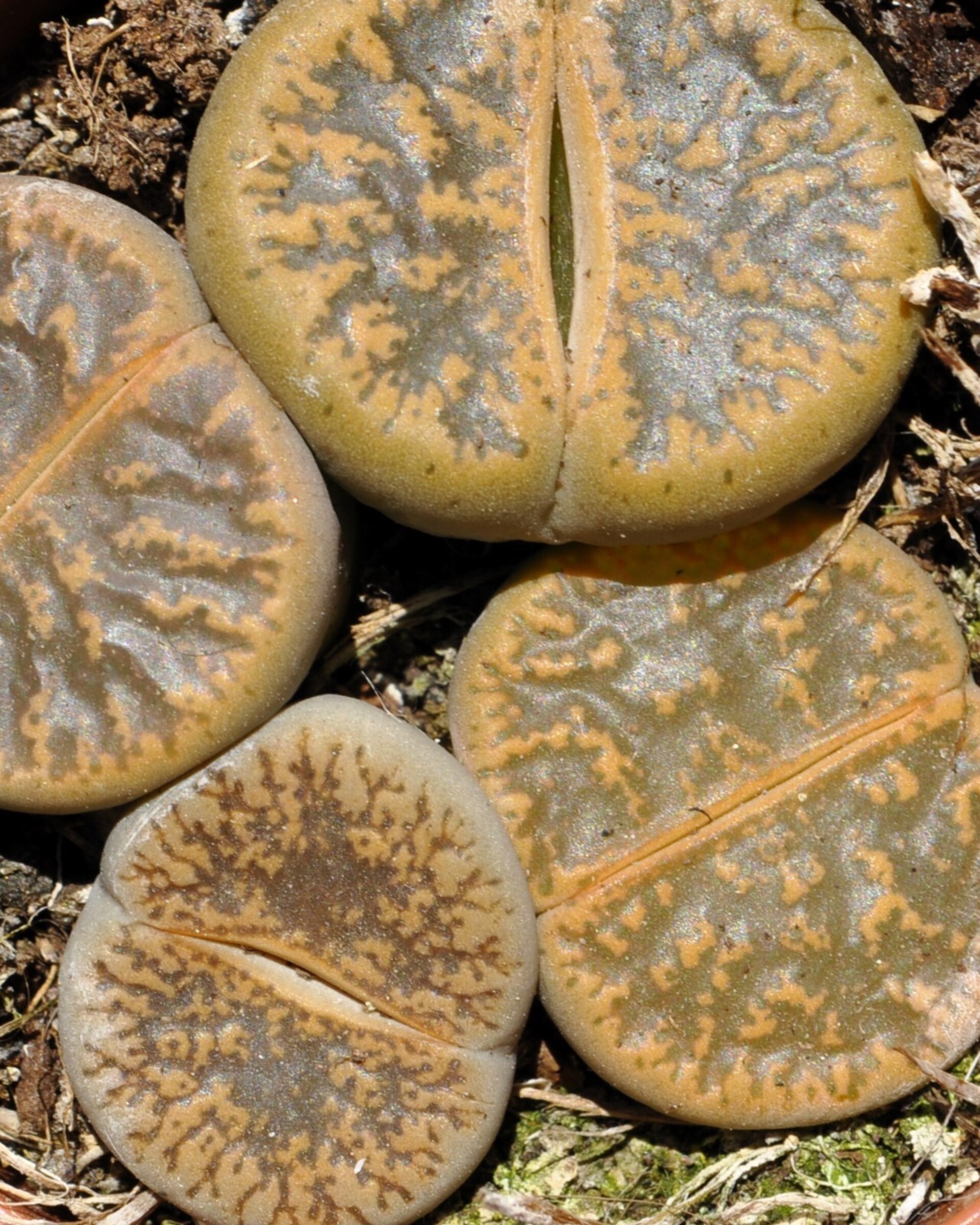 Lithops sp. pardos M 5.5 (planta piedra, piedra viva) - 4