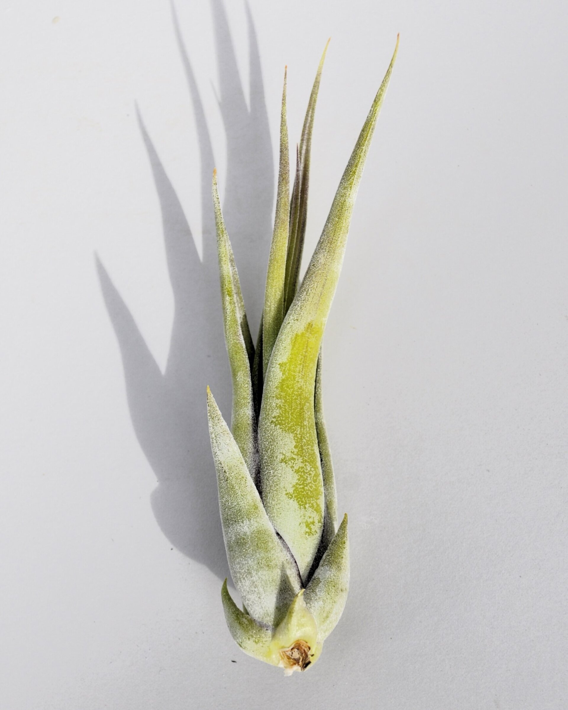 Tillandsia paucifolia - 4